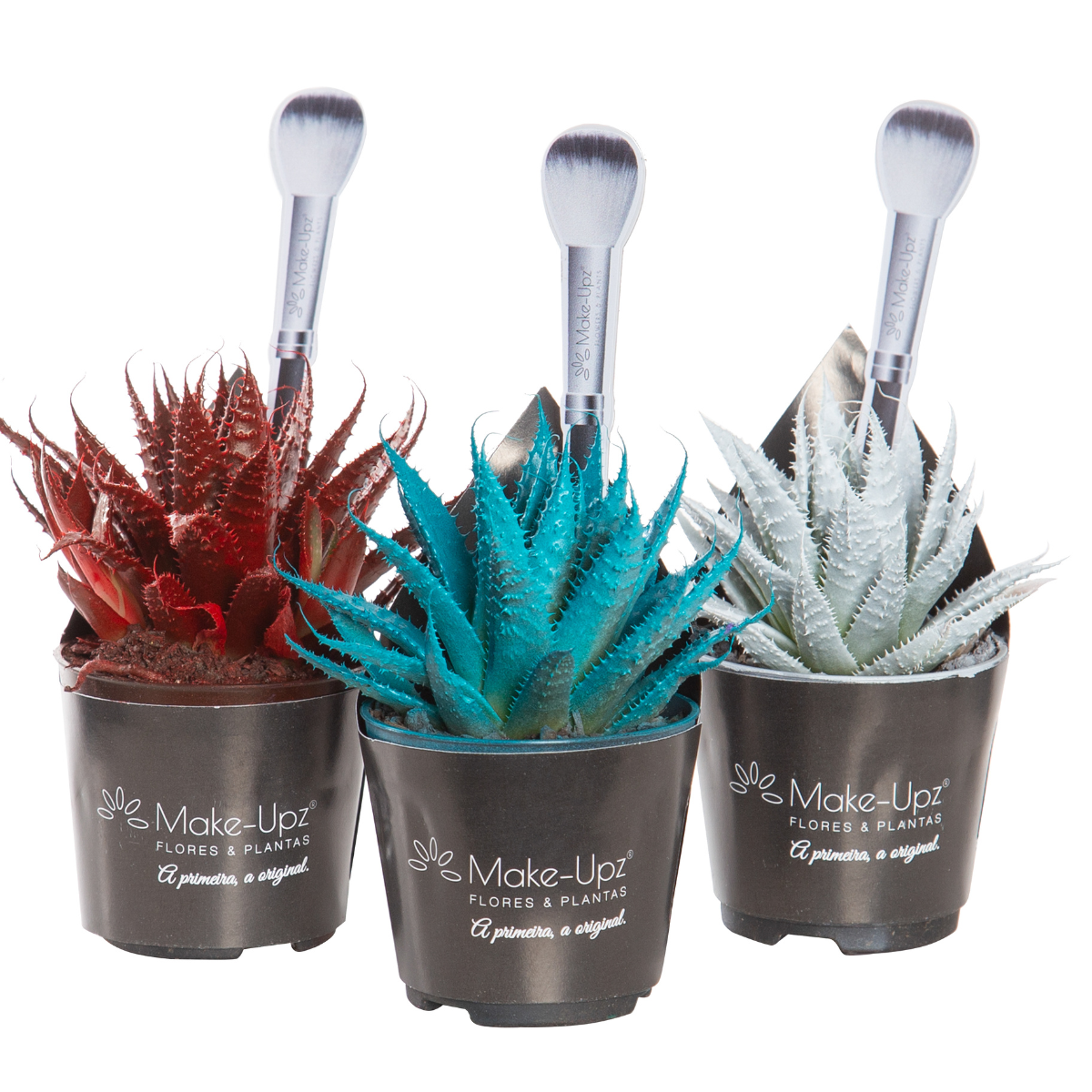 Suculenta Aloe Aristata Makeupz Pote 06