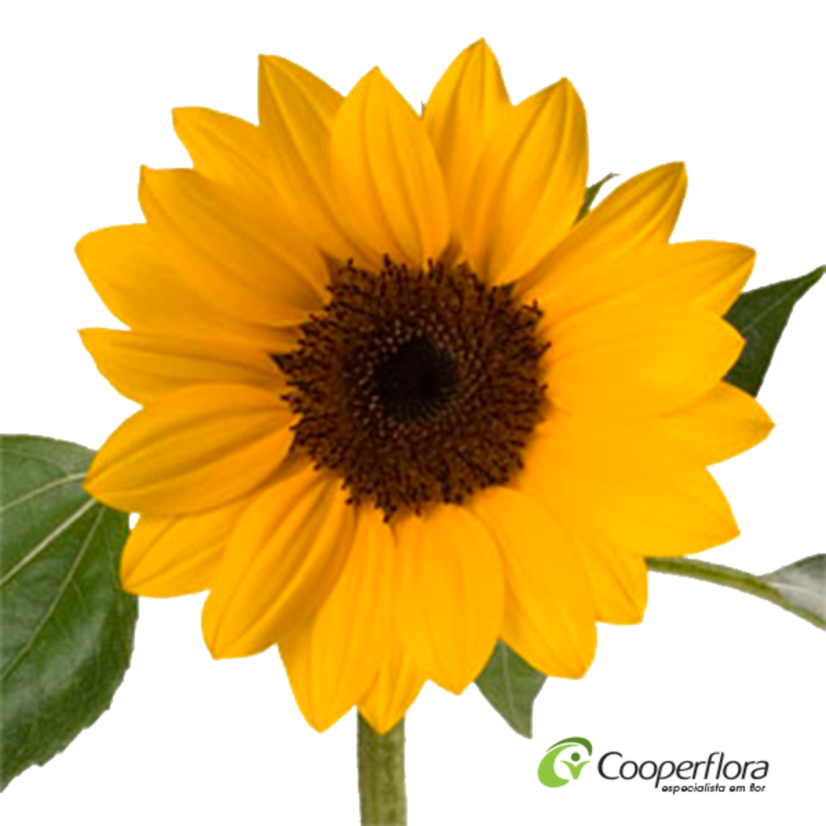 Maço Girassol Cooperflora Edição