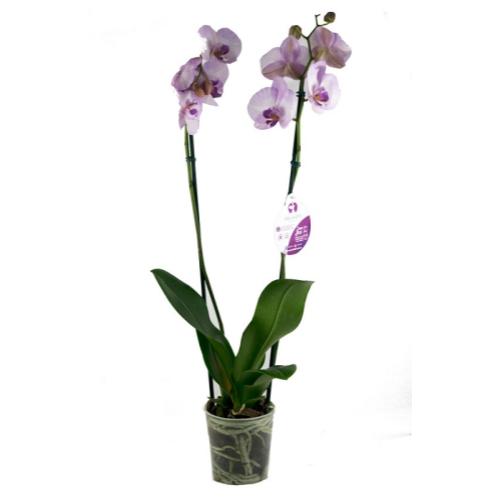 Phalaenopsis Orquídea P12