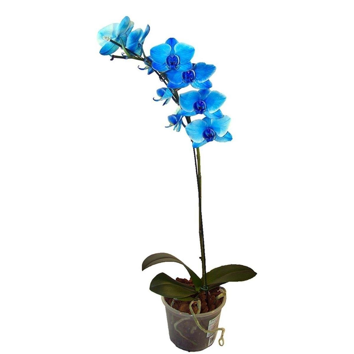 Flor ORQUIDEA PHALAENOPS Pote 12 Especial Azul