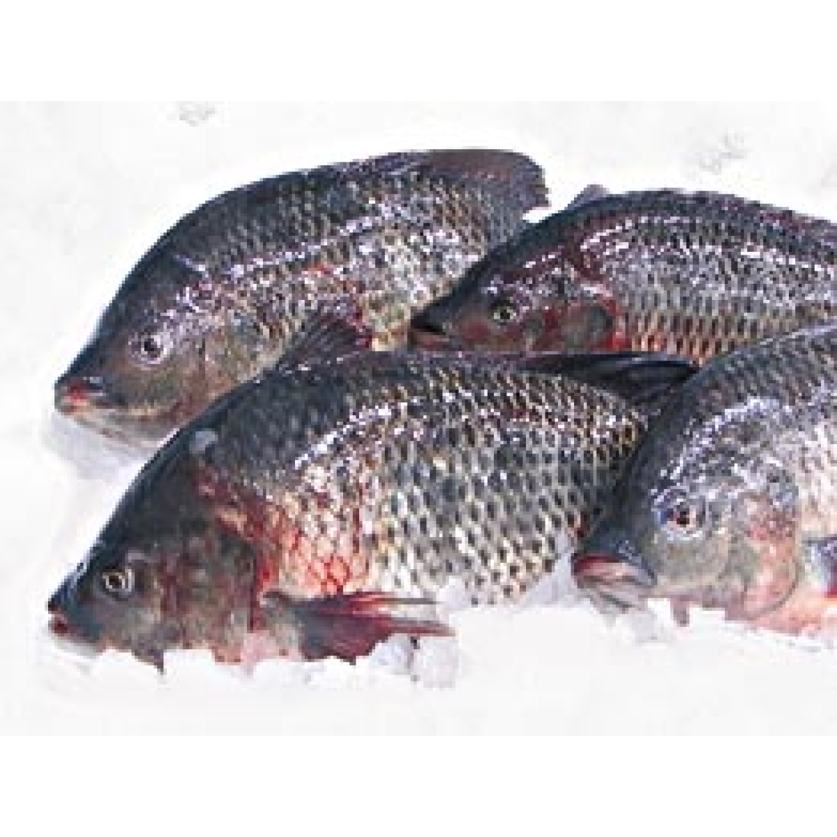 Tilápia Inteira Fresca 600g