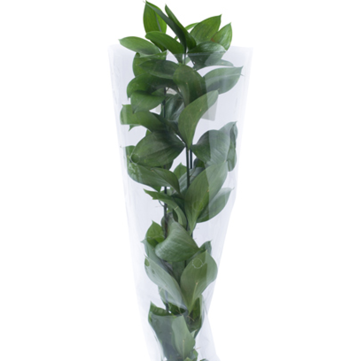 Maço de Ruscus