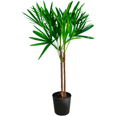 Palmeira Rhapis un