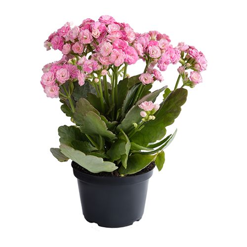 Kalanchoe Dobrado P11