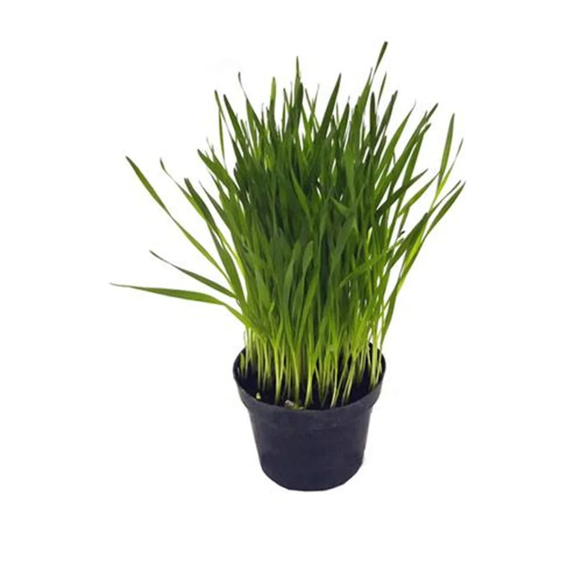 Planta Grama para Gato Trigo Pote 11