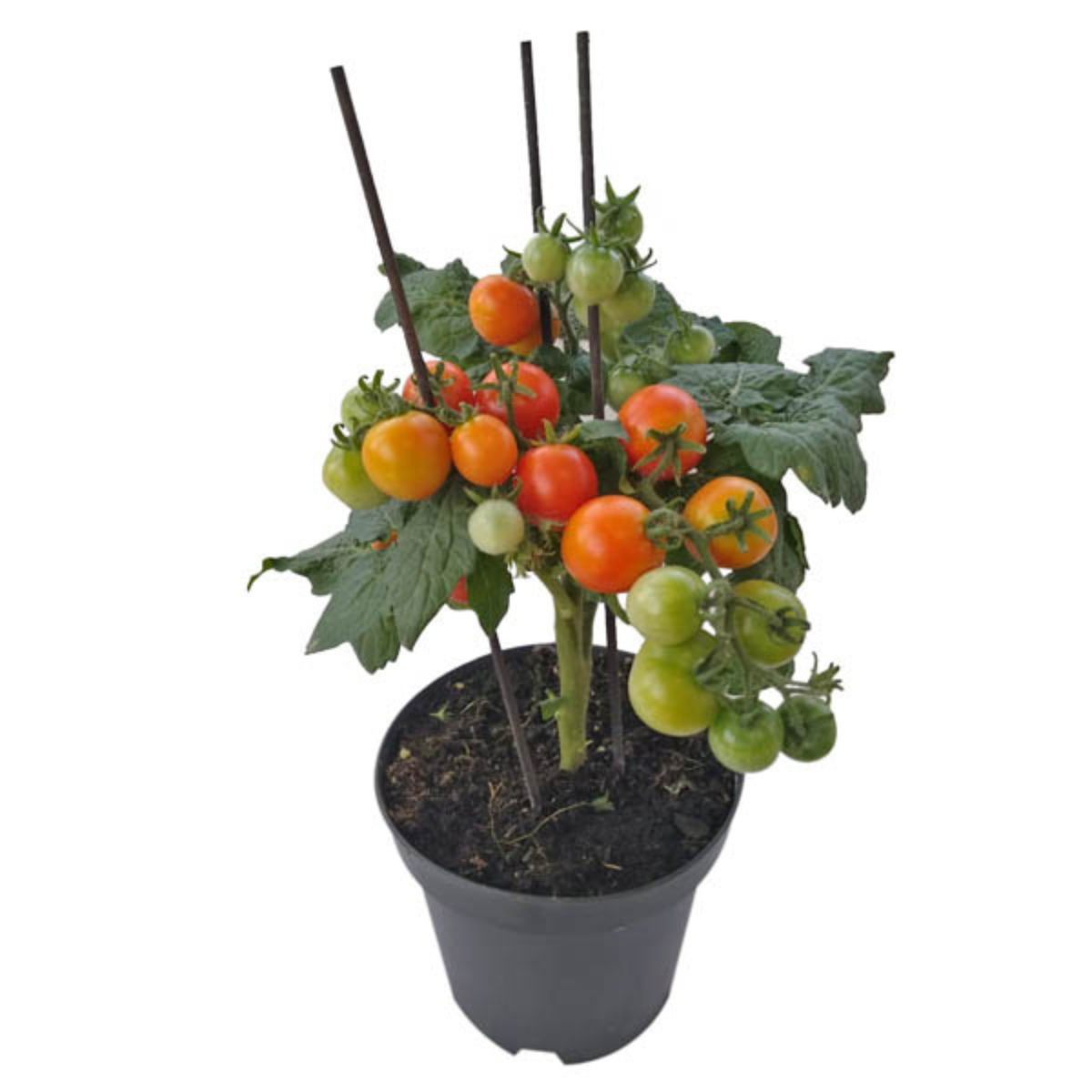 Muda de Tomate Pote 14