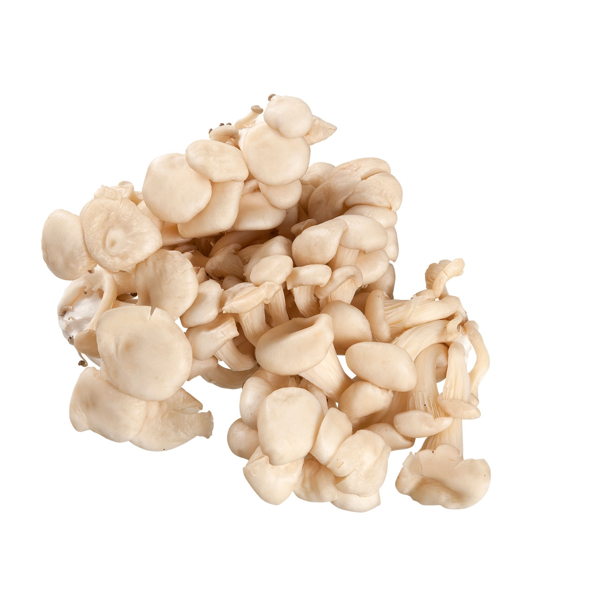 Cogumelo Shimeji Funzionale ZUCCA Bandeja 200g