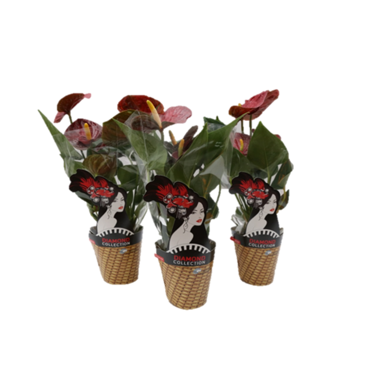 Anthurium Mini Million Flowers P09