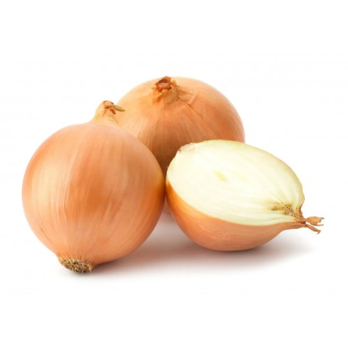 CEBOLA