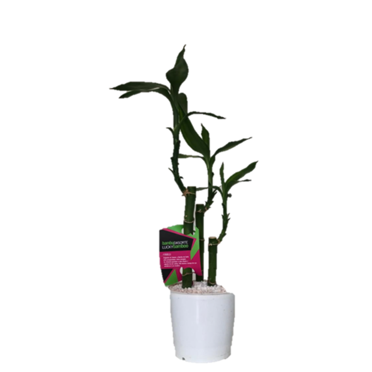 Planta Dracena Lucky Bamboo Pote 06