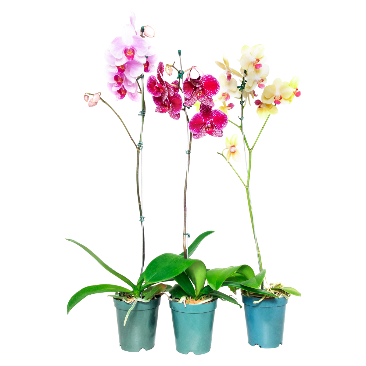 Orquídea PT12 Phalaenopsis Vivarium