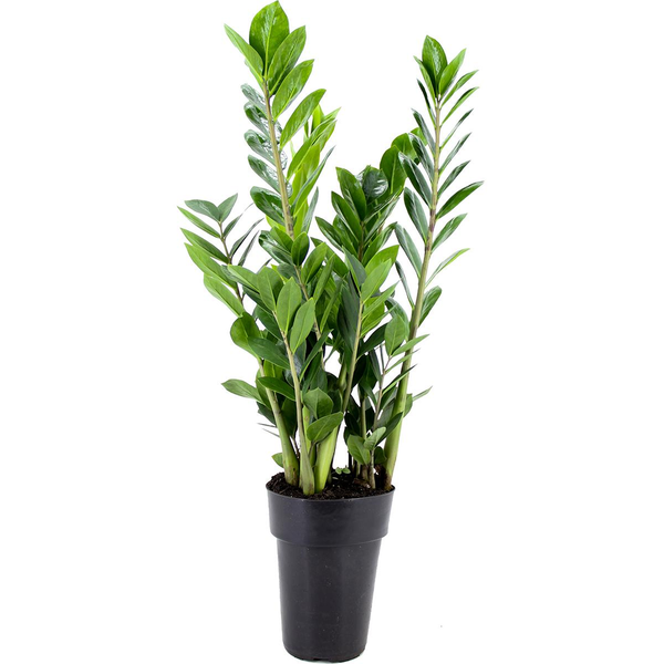 Planta ZAMIOCULCAS Pote 17