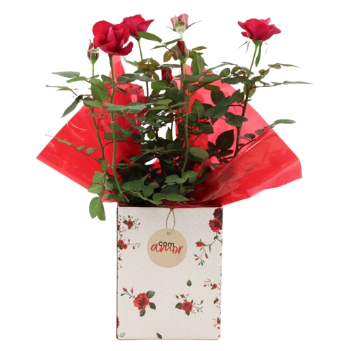 Flor Mini Roseira Pote13 1Un