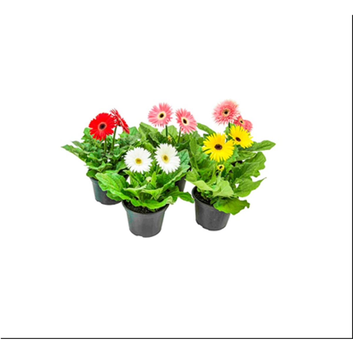 Flor Gerbera Pote 14