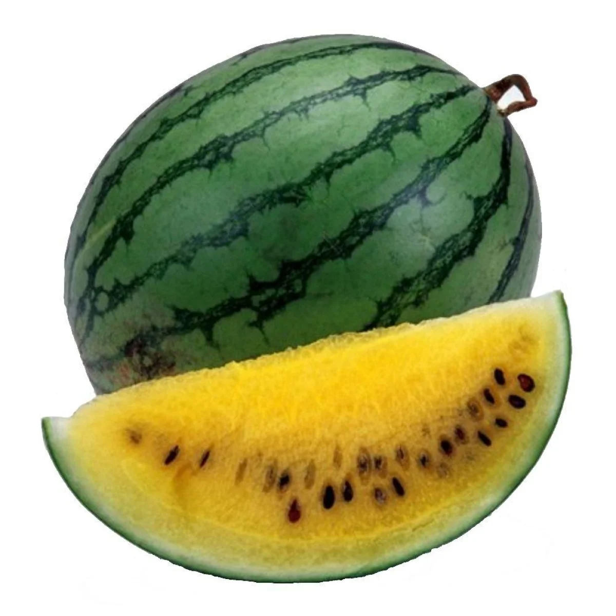 MELANCIA KODAMA CORT