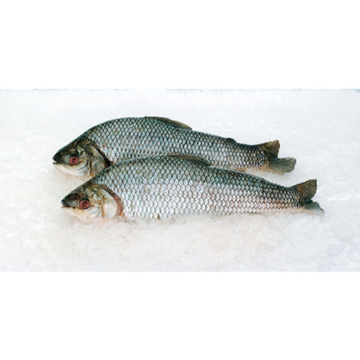 Curimbatá Resfriado 1,2kg
