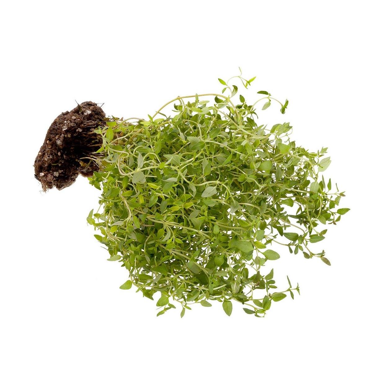 Tomilho Select 50g