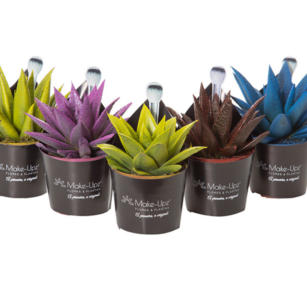 Suculenta Gasteraloe Colours P09 Variado