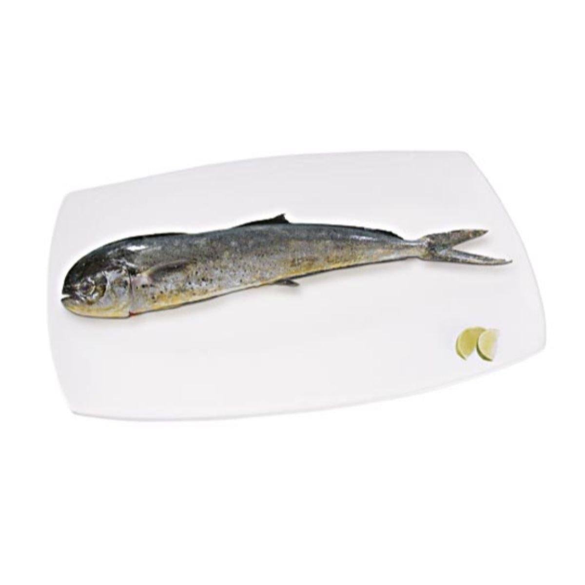 Dourado do mar Inteiro Fresco 1,5kg