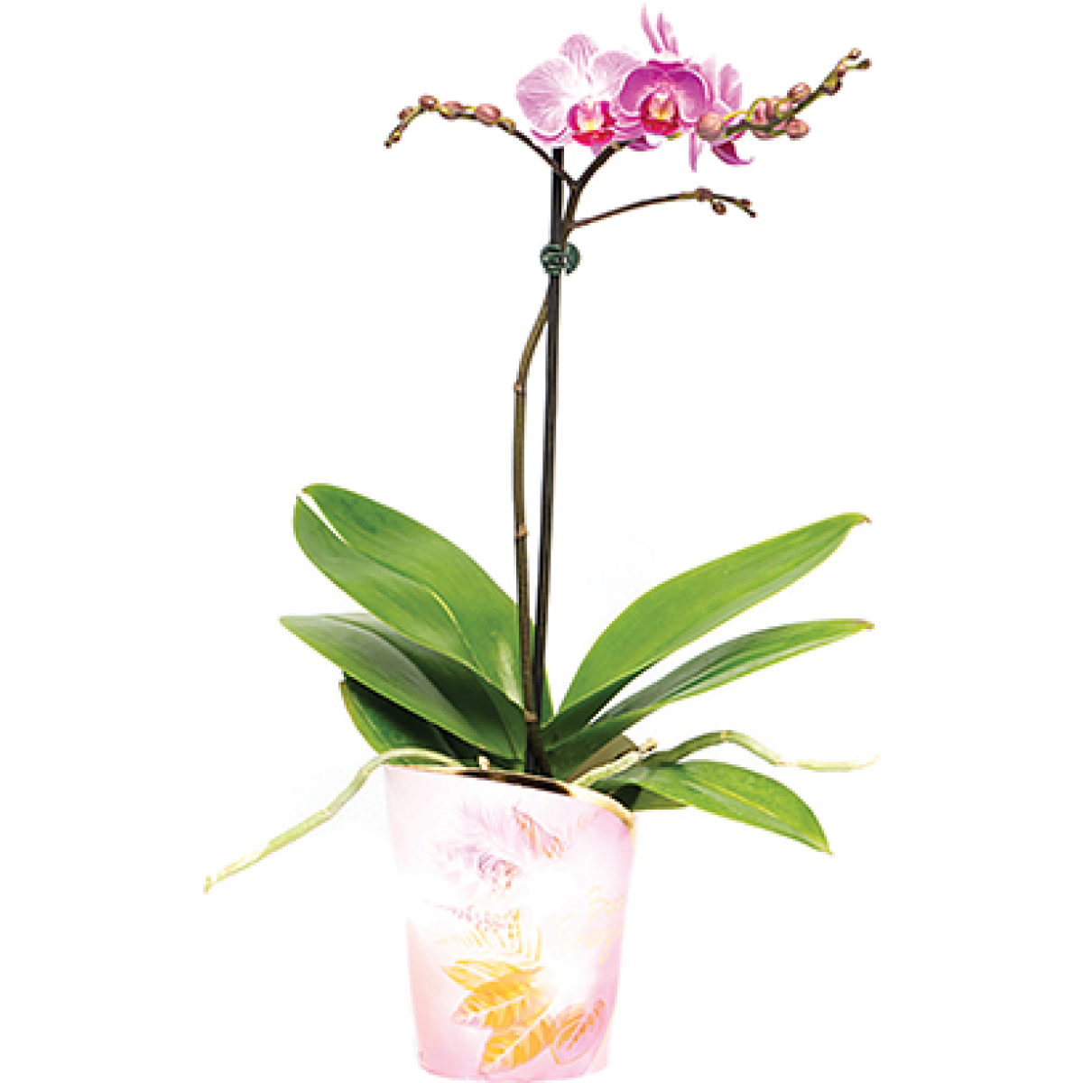 Orquídea Phalaenopsis Mini Mista Pote 09