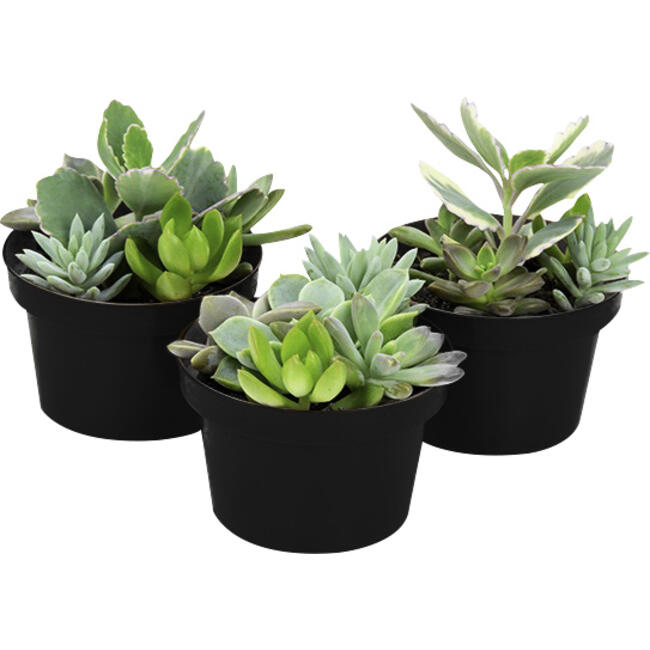 Planta Variada SUCULENTA Pote 11