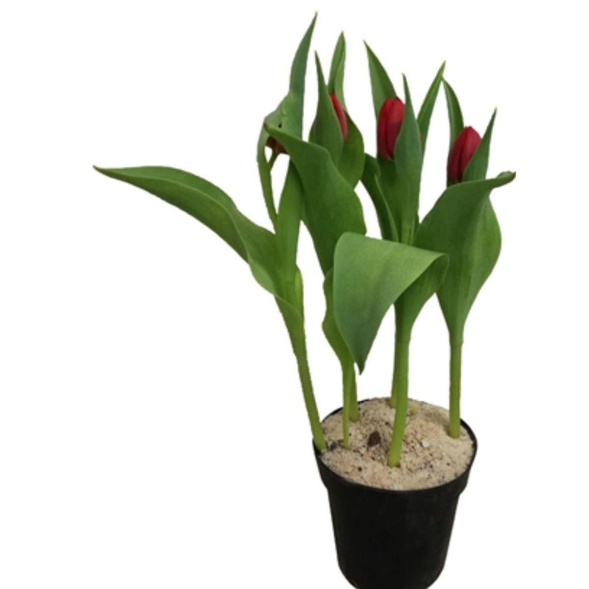 Flor Tulipa Cor Variada Nr. 12