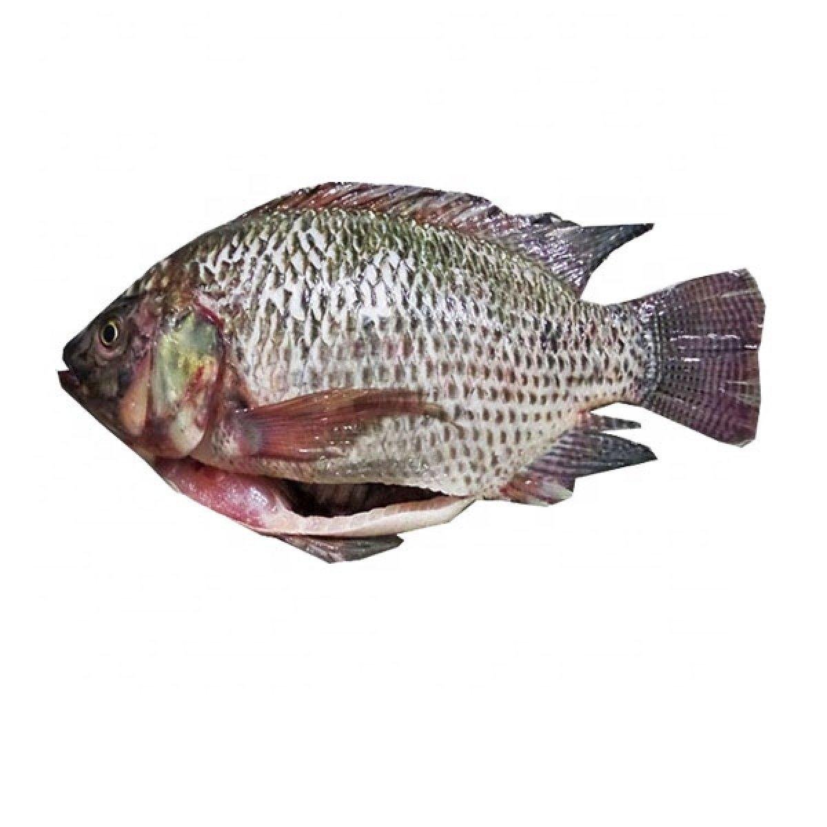 Tilápia Eviscerada 1,6kg