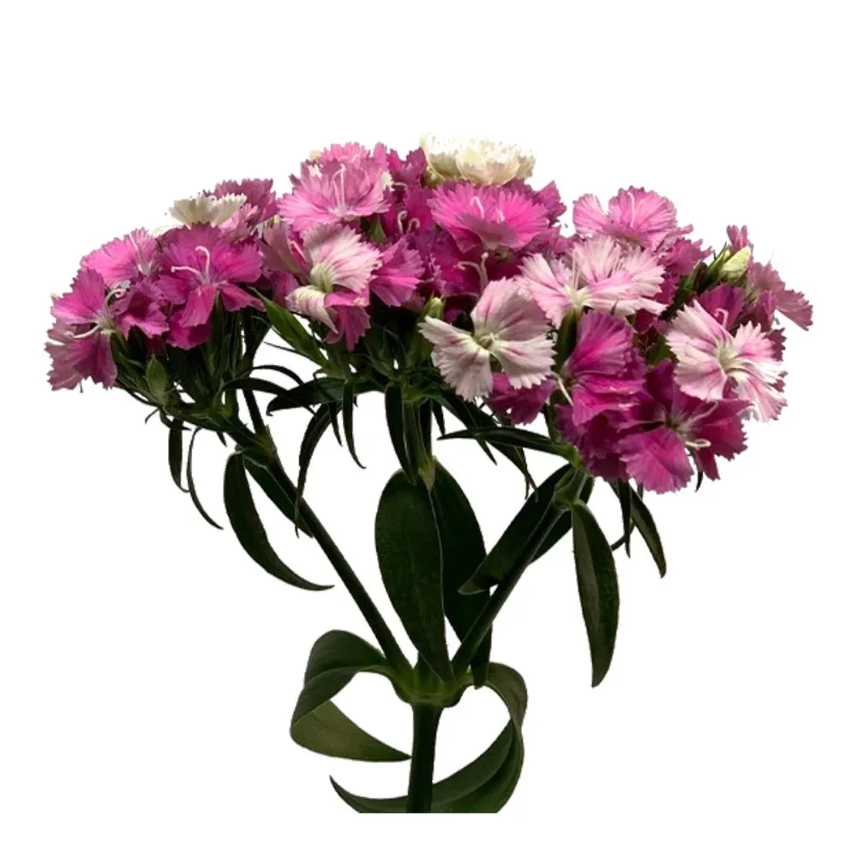 Dianthus Barbatus Variado Maço