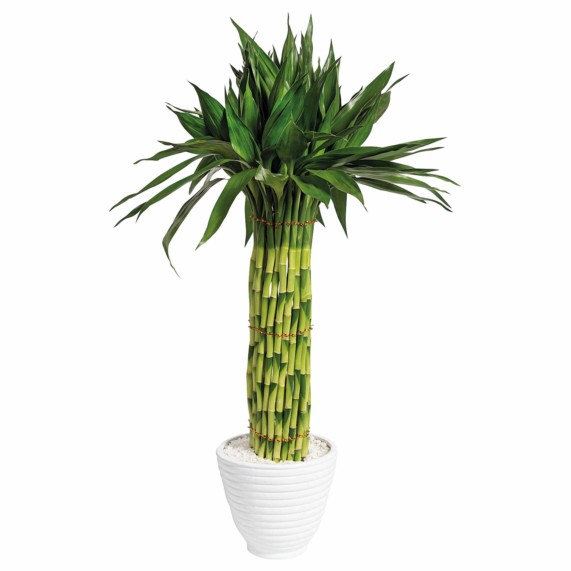Dracena Circular Grande