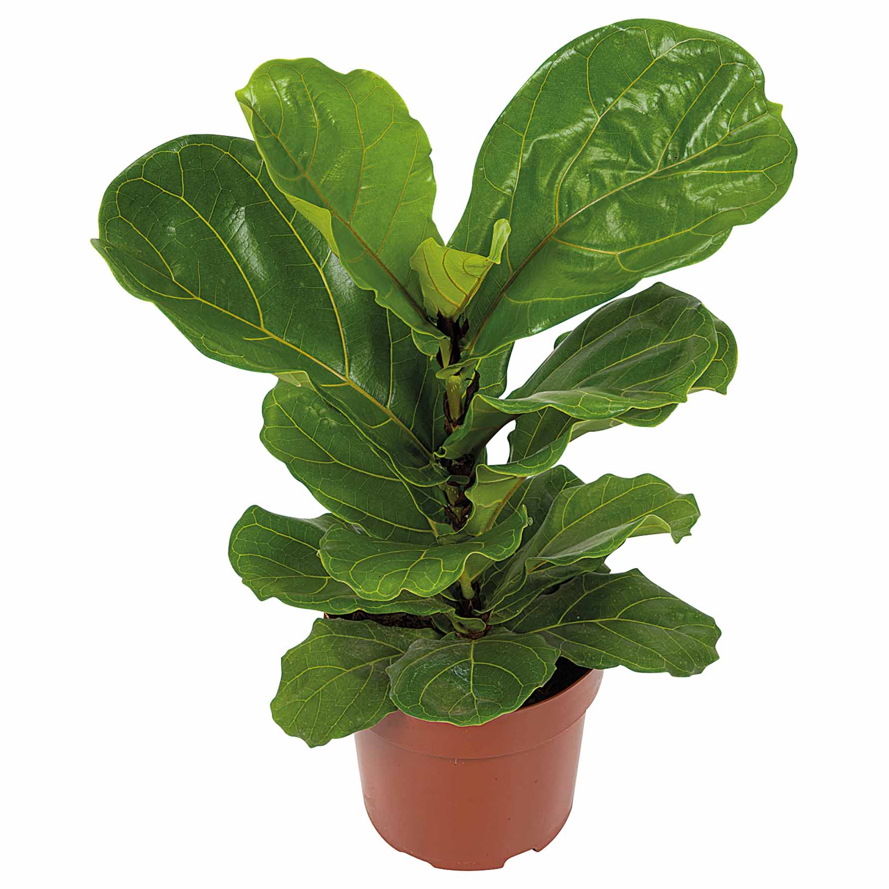 Ficus Lyrata Vaso 17