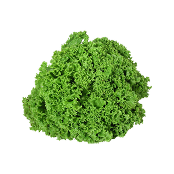 Alface-crespa