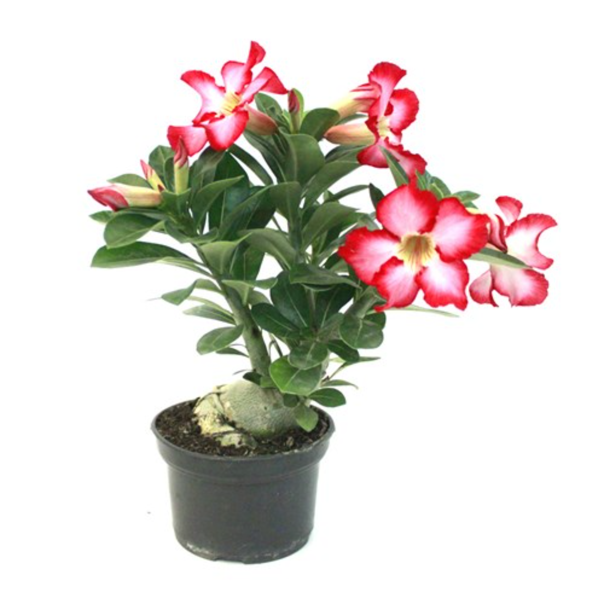 Rosa Do Deserto P11