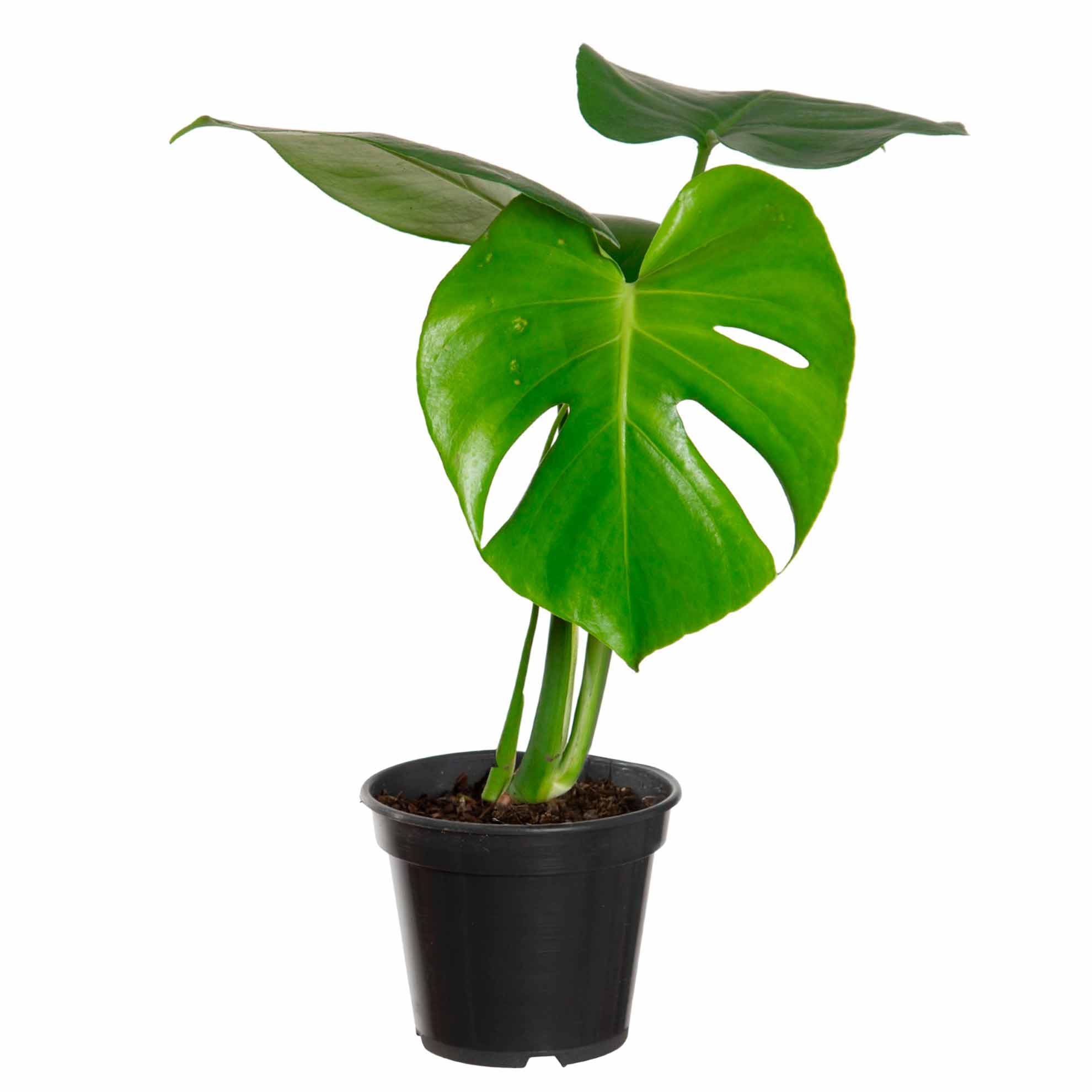 Monstera Vaso 15