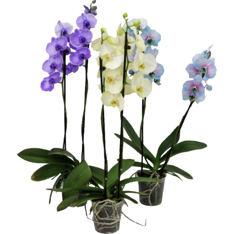 Phalaenopsis Multicolor P12