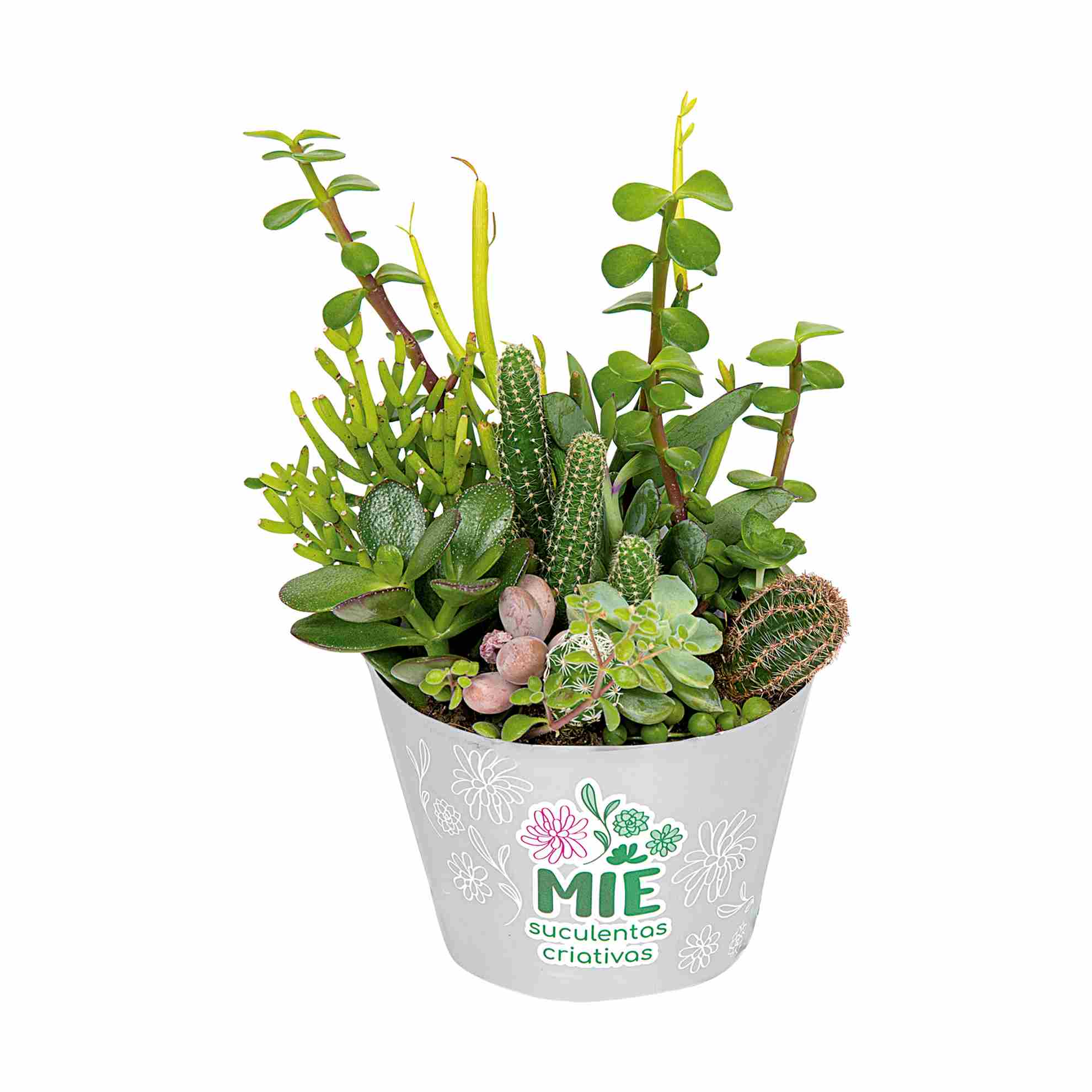 Suculenta com Cactos Vaso 11