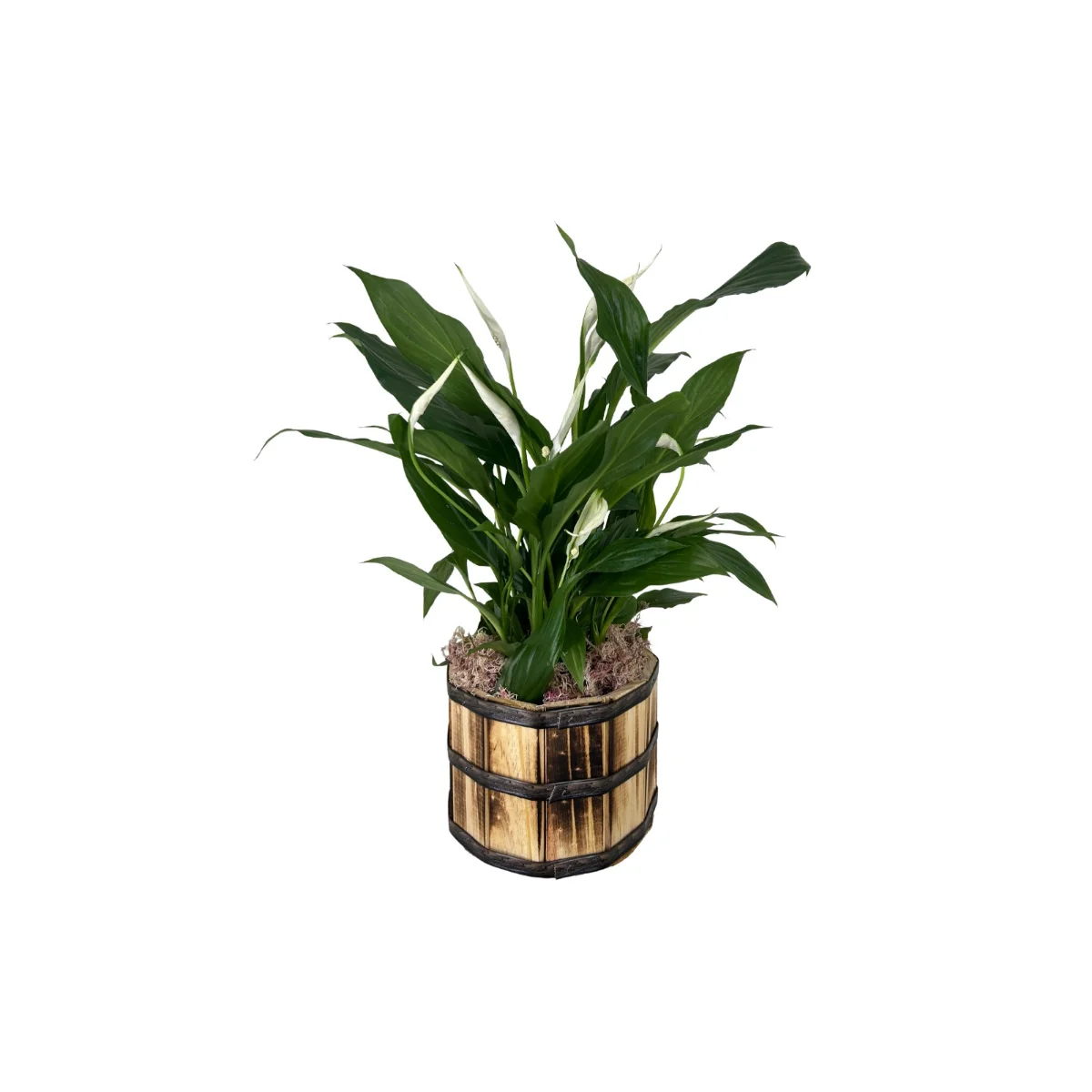 SPATHIPHYLLUM PT15 P