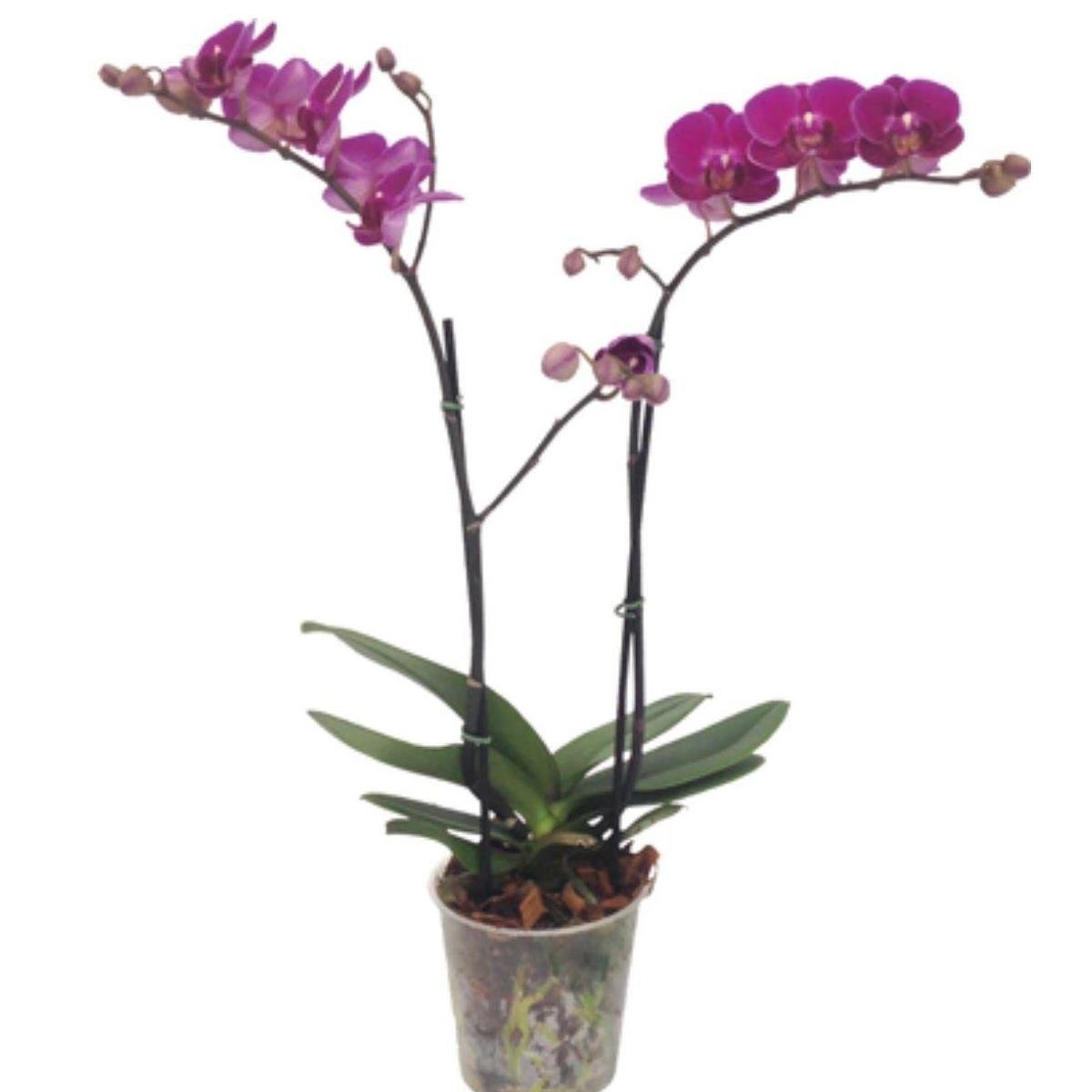 Flor Orquídea