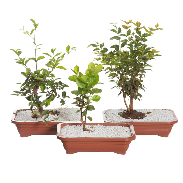 Bonsai Frutas 6 a 10 anos
