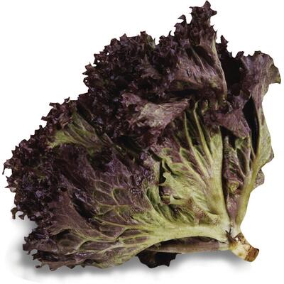 Alface Roxa Crespa Maço