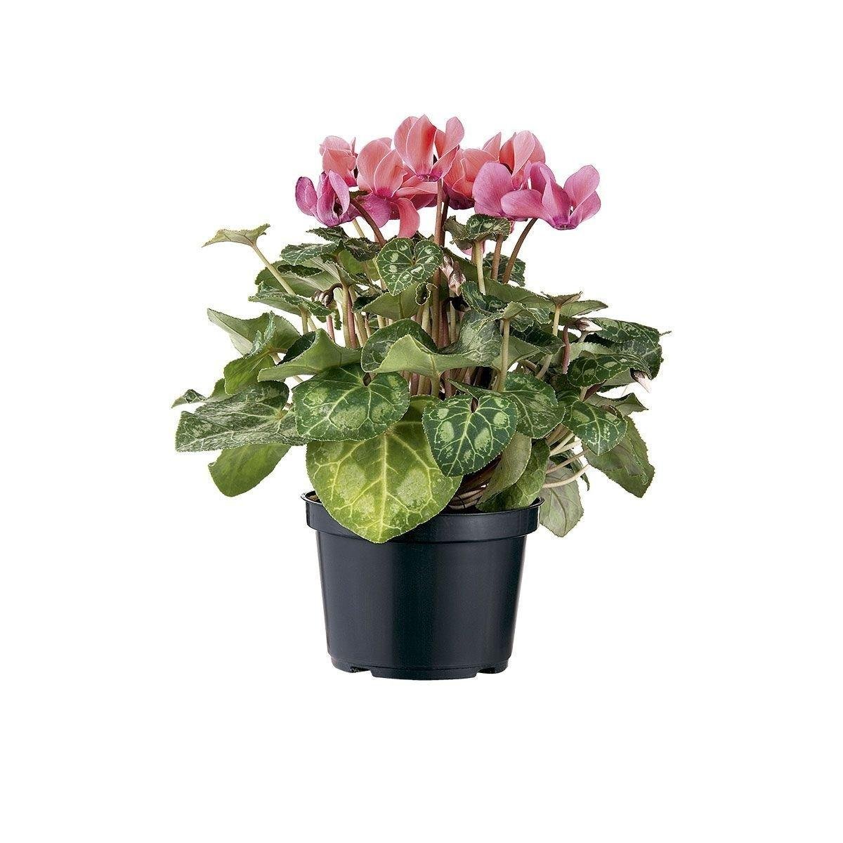 Flor Cyclamen Mini Pote 11