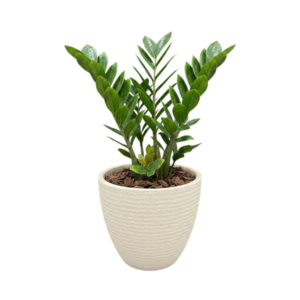 Cachepô Tocatta 23cm