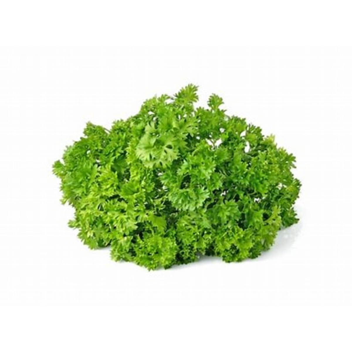 Salsa Unidade