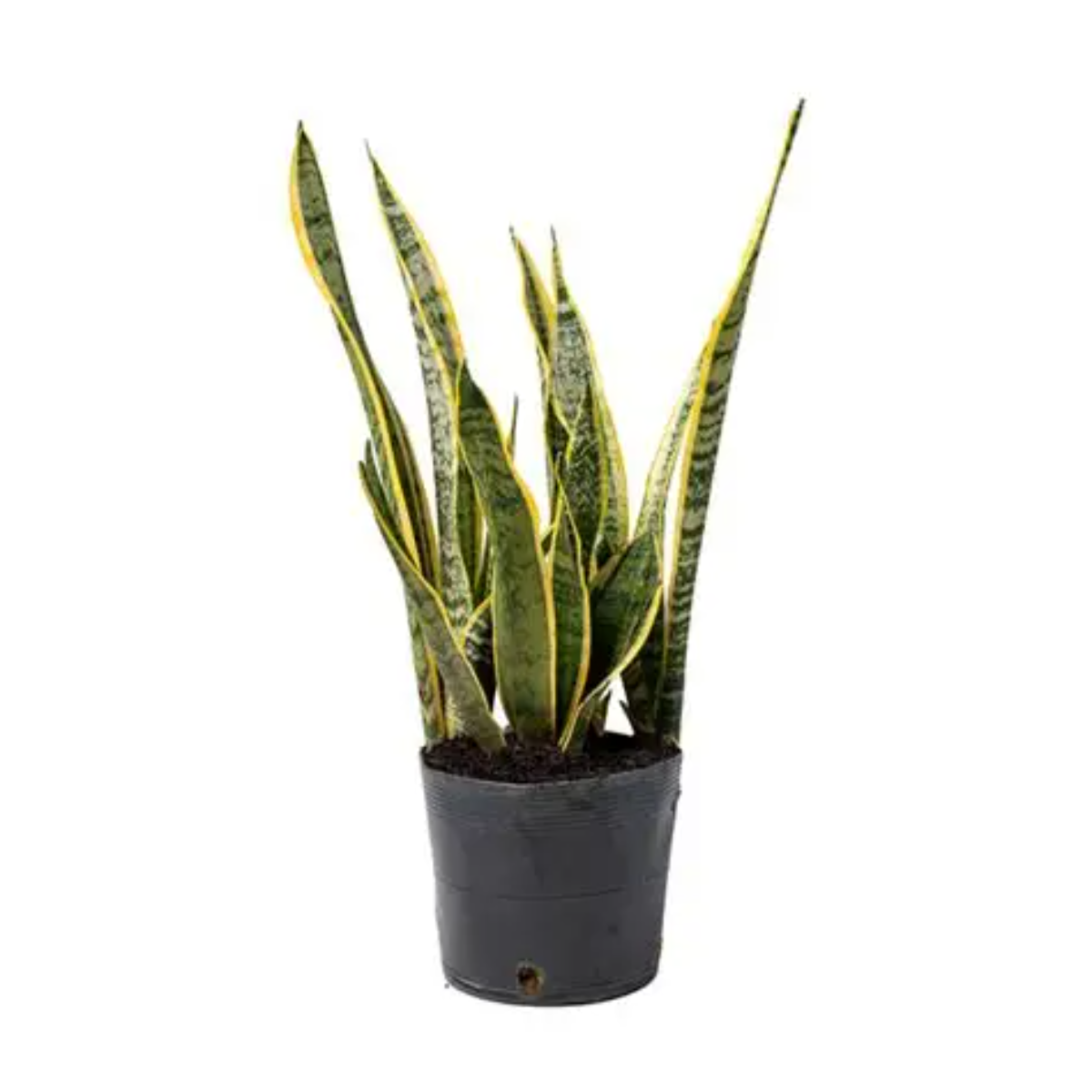 Planta Sansevieria Trifasciata Espada de São Jorge
