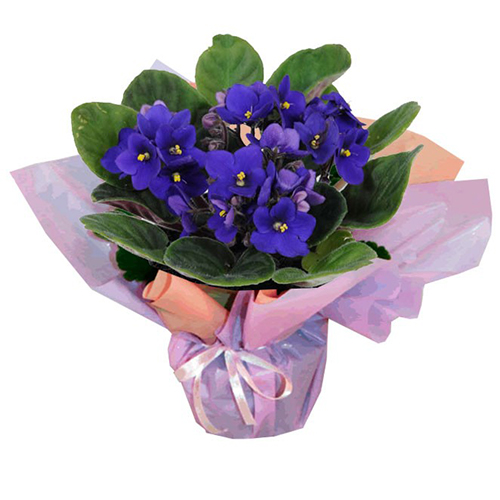 Flor Violeta Pote 11 1un