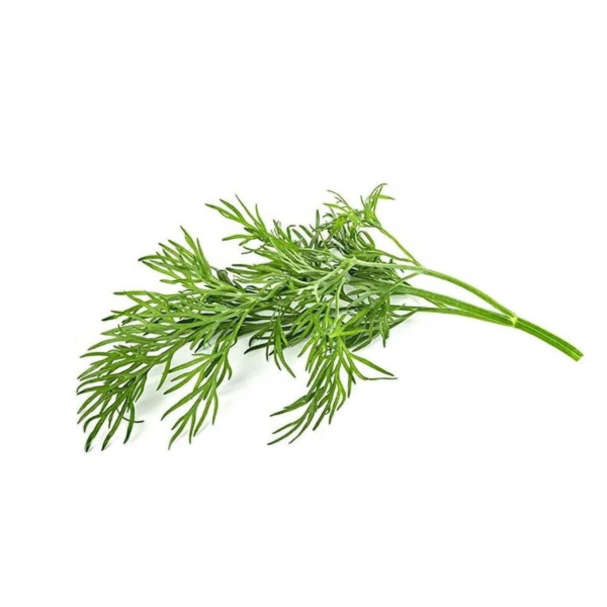 Dill Select Green 50G