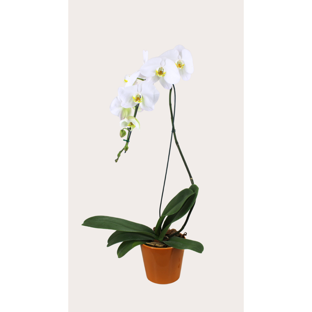 ORQUIDEA 2HT PREMIUM