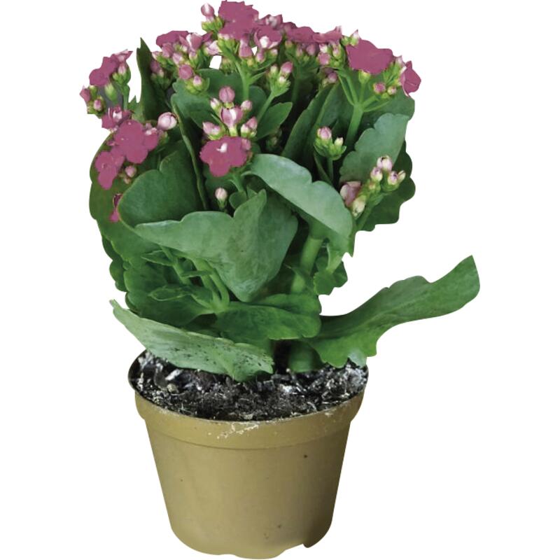 Flor Kalanchoe Pote 11 1un