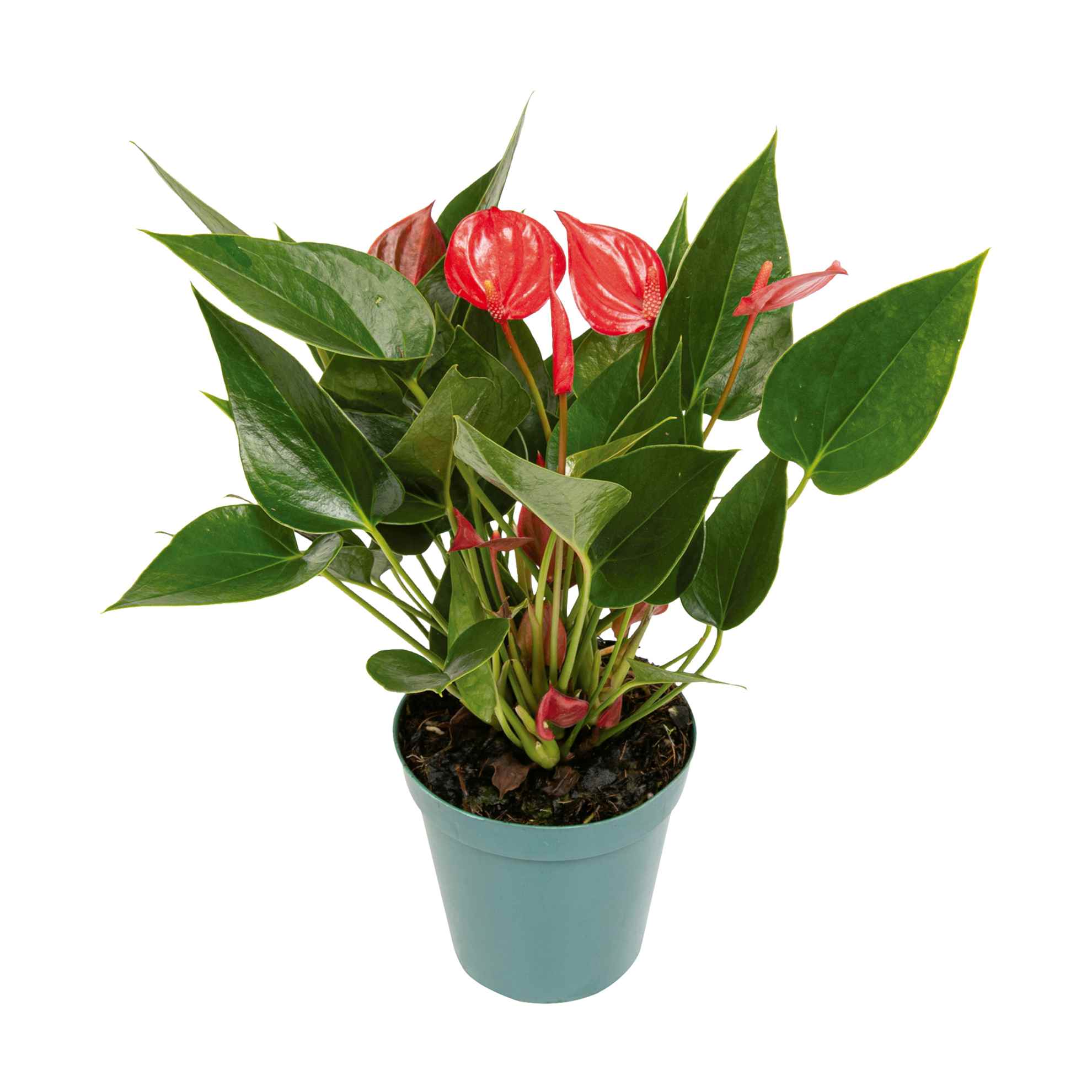 Anthurium Vaso 9