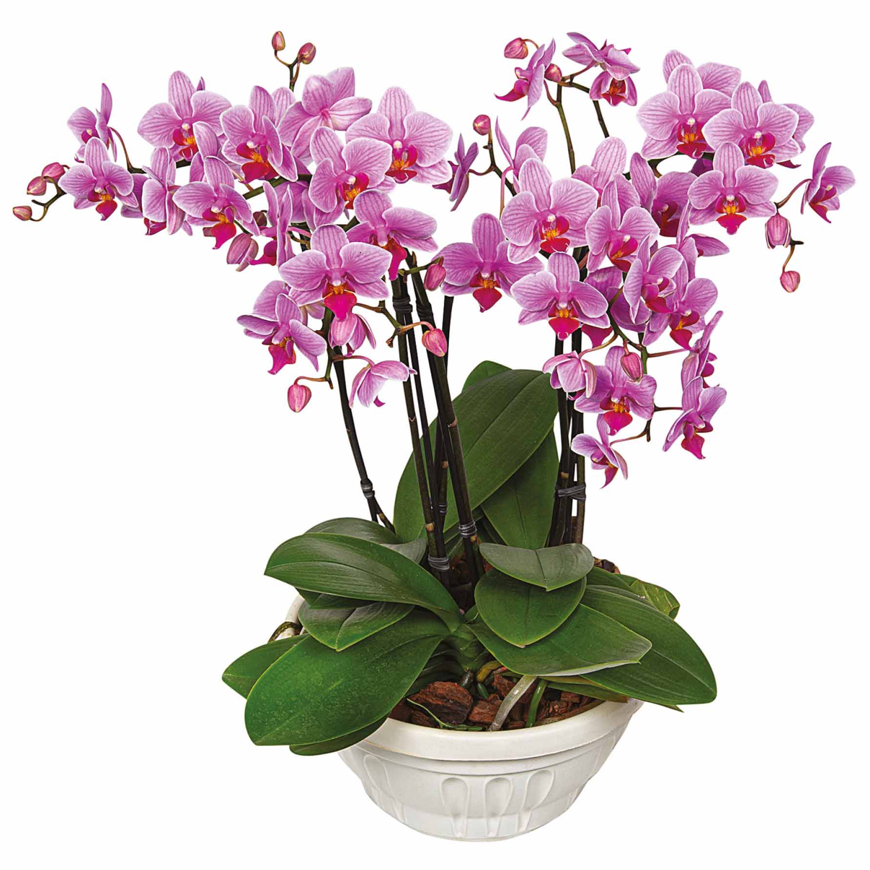 Orquídea Phalaenopsis Cuia 21