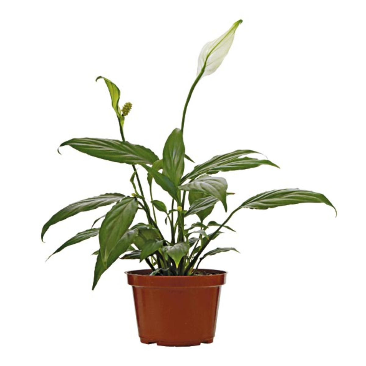 Flor Spathiphylum pote 11cm